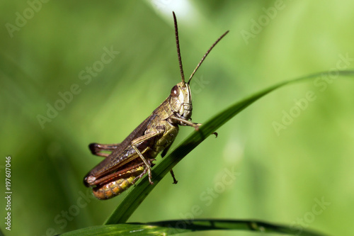 The green grasshopper sits on a stalk of grass. Blurring background.