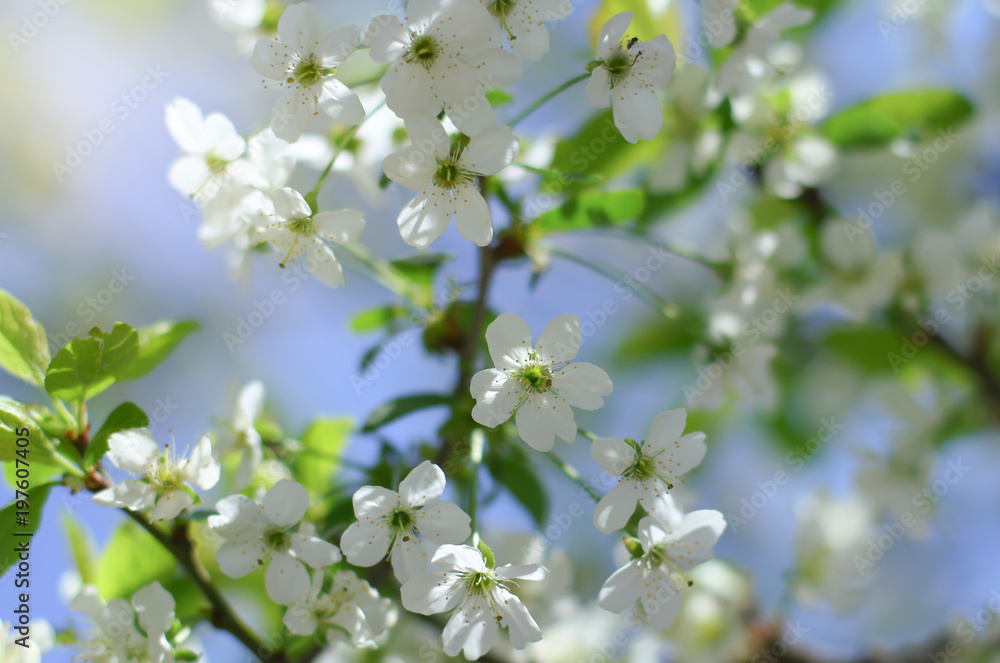 Early Spring Cherry tree bllossom with tender white flowers Early Spring Cherry tree bllossom with tender white flowers