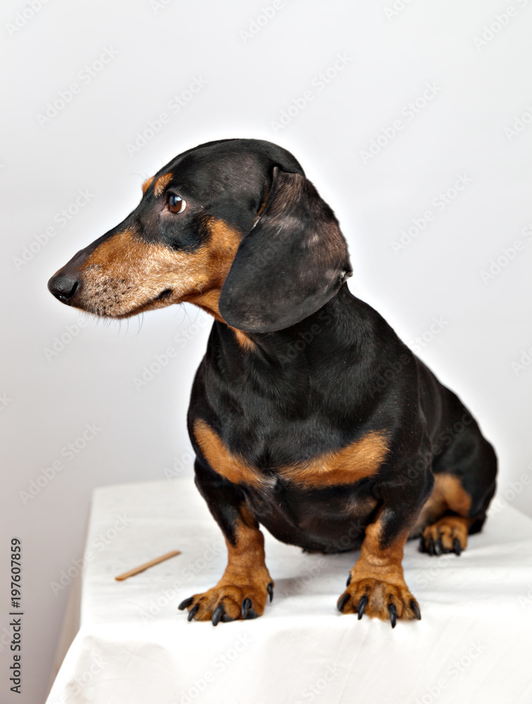 dog breed dachshund sits on a white background