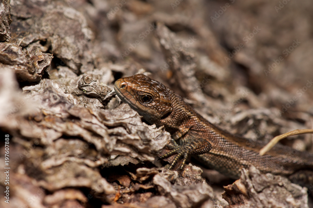 A picture of a lizard on a tree. A picture of a lizard on a tree.