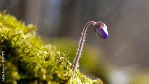 Hepatic creeper, also Hepatica nobilis Schreb., Is a perennial low herb growing in deciduous forests of temperate Europe.  photo