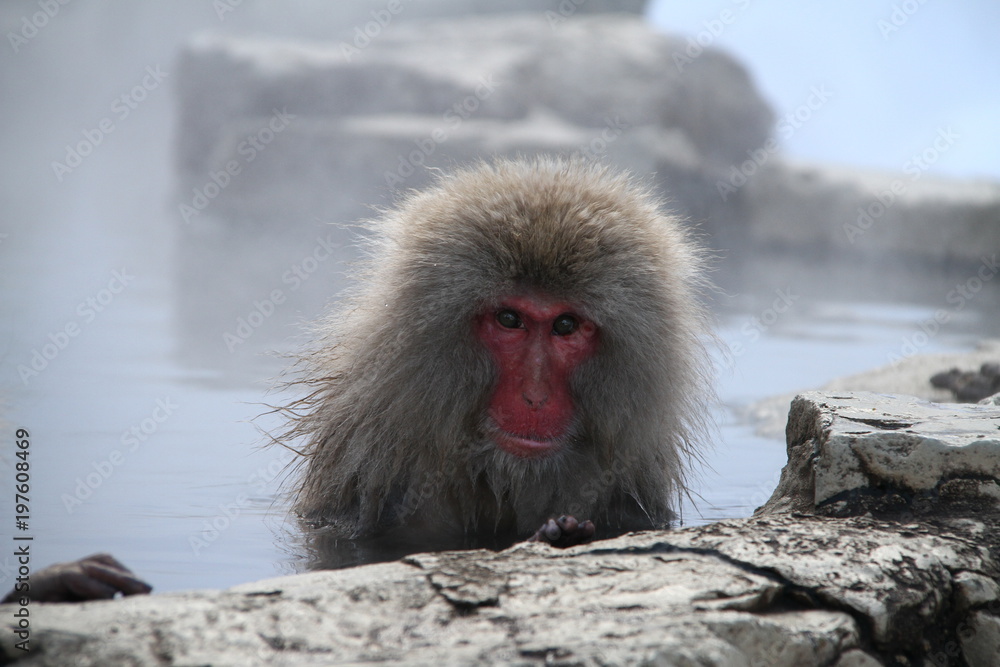 Fototapeta premium スノーモンキー