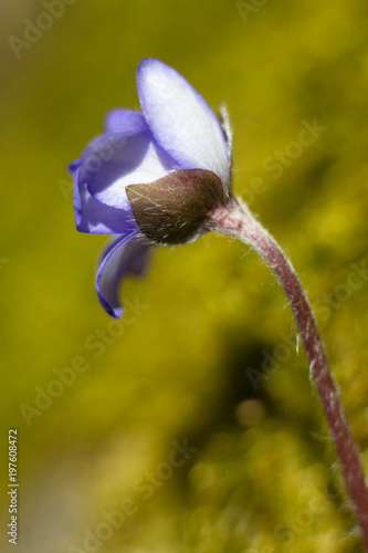 Hepatic creeper, also Hepatica nobilis Schreb., Is a perennial low herb growing in deciduous forests of temperate Europe.  photo