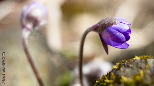 Hepatic creeper, also Hepatica nobilis Schreb., Is a perennial low herb growing in deciduous forests of temperate Europe.  photo