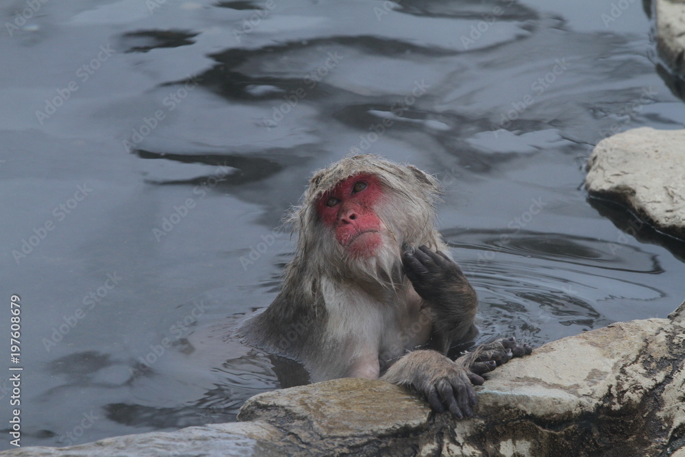 Naklejka premium スノーモンキー