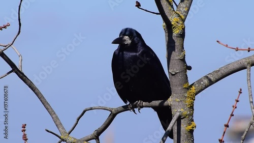 Close-up of black rook Corvus frugilegus issuing callsigns and singing in early spring on a branch of Acer platanoides maple in Caucasus Mountains photo