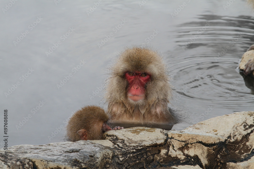 Naklejka premium スノーモンキー
