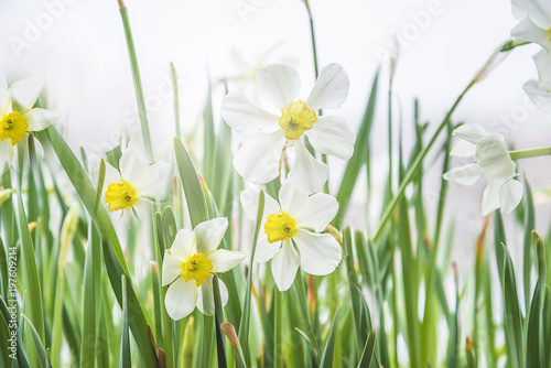 Fototapeta Naklejka Na Ścianę i Meble -  White narcissus flowers