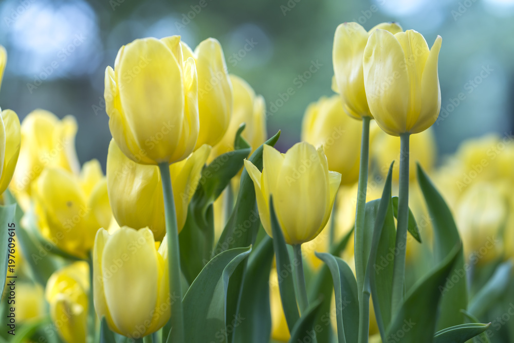 Obraz premium Tulips bloom in the spring sunshine with brilliant colors rising up full of vitality in the garden