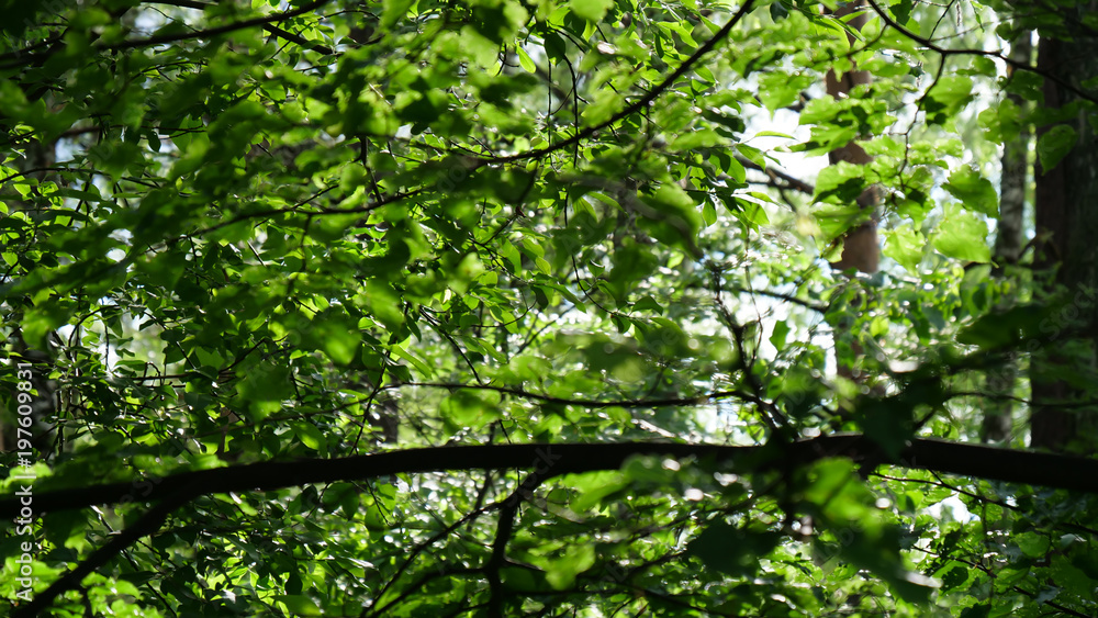 Fototapeta premium summer green trees