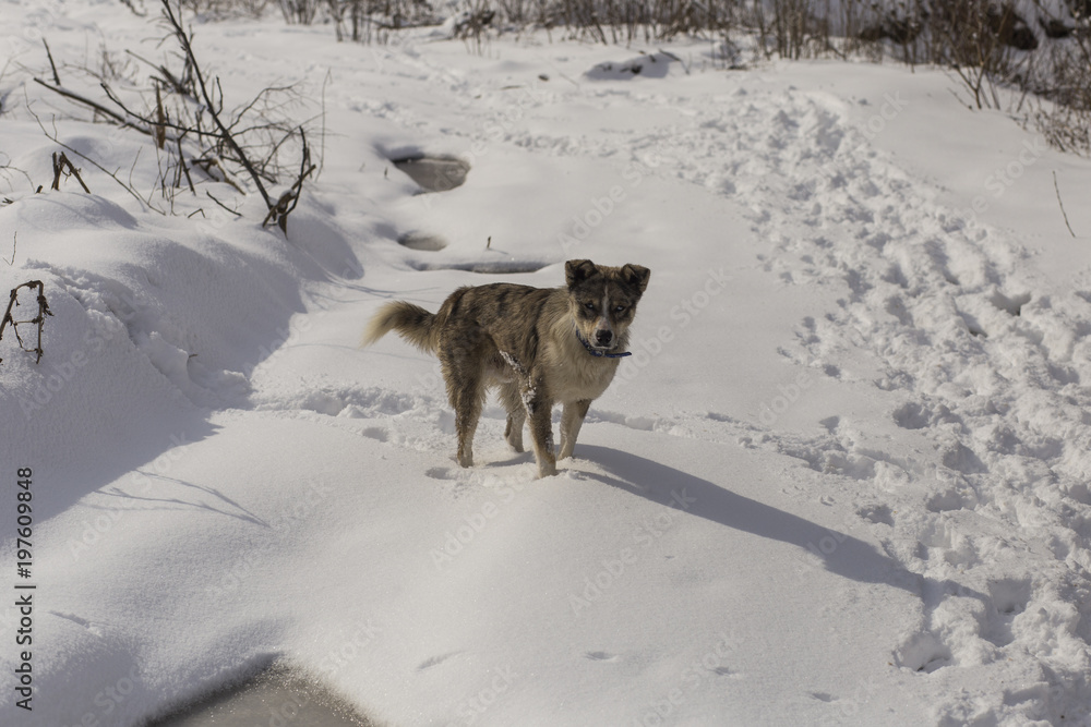 A dog is playing on the snow. Strange dog with white eyes. Predator walks through the forest.