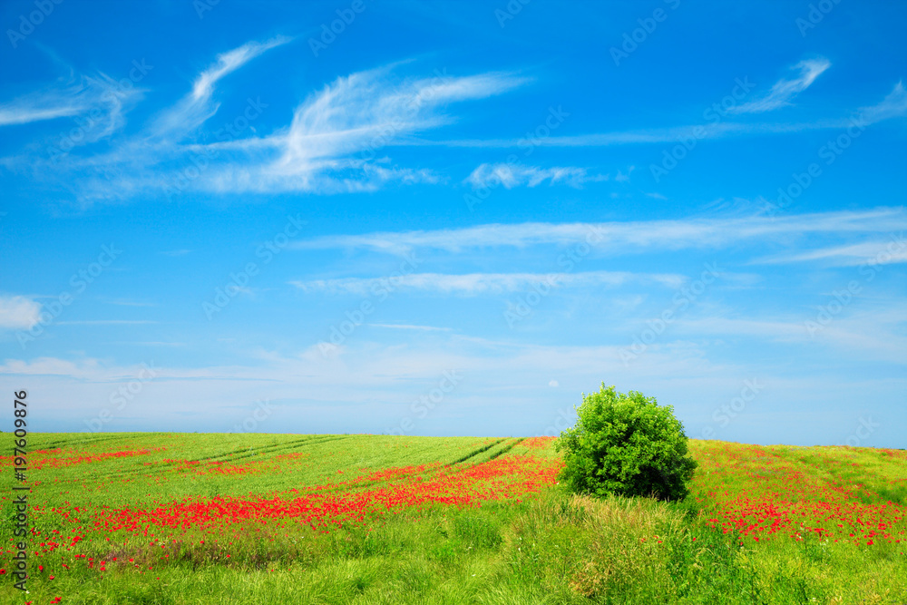 Obraz premium Summer Landscape of Green Fields with Poppies under Blue Sky with Clouds