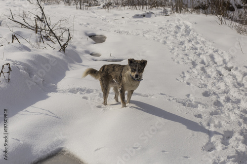 A dog is playing on the snow. Strange dog with white eyes. Predator walks through the forest.