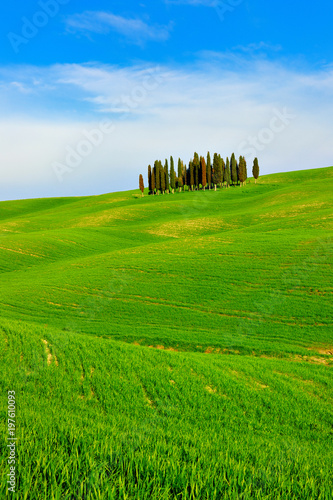 Iconic Tuscany Landscape with Cypress Trees in Green Field