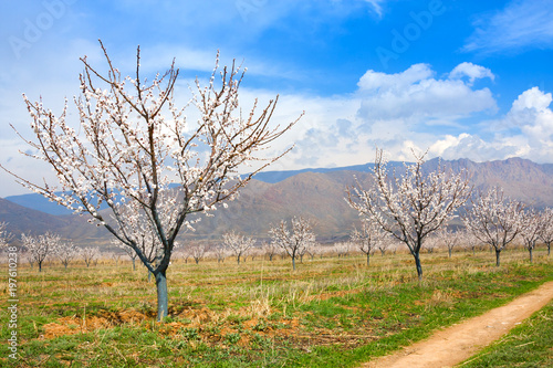 Apricot farm during sping season against Vayk mountain range, Vayots Dzor Province, Armenia