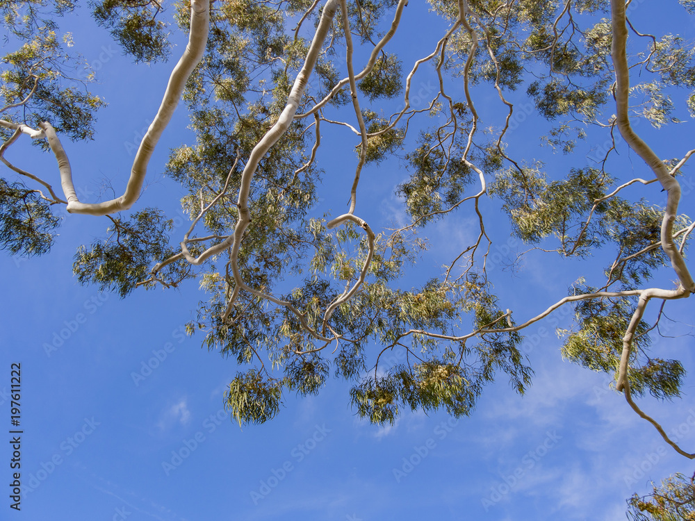 Fototapeta premium Look up to a tree with blue sky