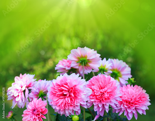 Fototapeta Naklejka Na Ścianę i Meble -  Pink dahlia background.