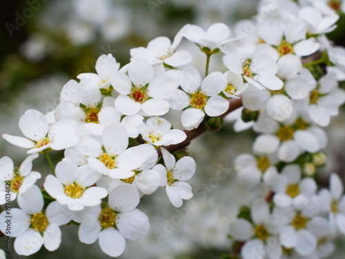 ユキヤナギの白い小花 © araho