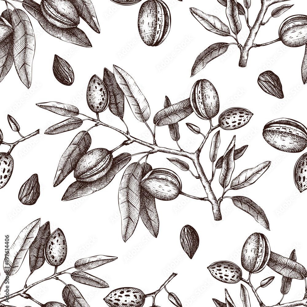 Vector Almond background. Hand drawn nut tree sketch. Botanical seamless pattern. Vintage tonic plant drawing. Vector Almond background. Hand drawn nut tree sketch. Botanical seamless pattern. Vintage tonic plant drawing.