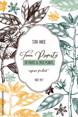 Vintage design with hand drawn badiane tree leaves, flowers and seeds. Vector frame with true anise tree. Aromatic elements illustration.