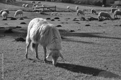 Pecora, gregge su prato invernale di centro equestre con alberi e boschi sullo sfondo. Pratoni del Vivaro, Castelli Romani, Lazio, Italia. Bianco e nero photo