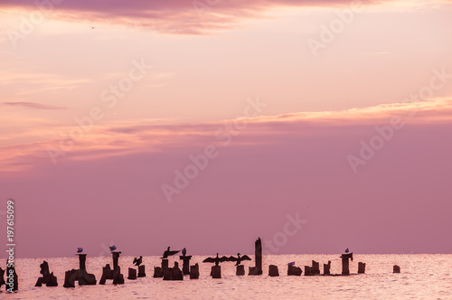 A gentle morning at sea, silhouettes of birds sitting on the logs of the destroyed pier in the water. Soft soft tones of dawn. © Ann Stryzhekin