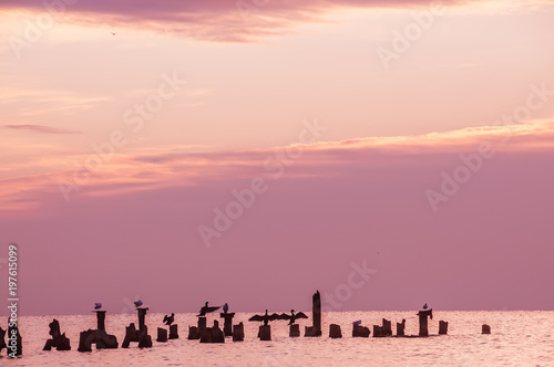 A gentle morning at sea, silhouettes of birds sitting on the logs of the destroyed pier in the water. Soft soft tones of dawn. 