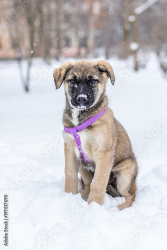 Little puppy in the snow © A_Skorobogatova