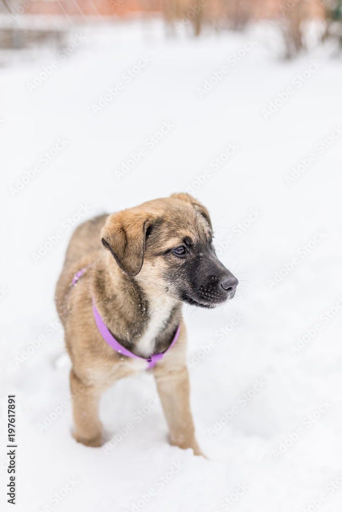 Little puppy in the snow