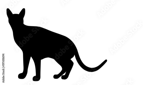 Tableau sur toile Abyssinian Cat
