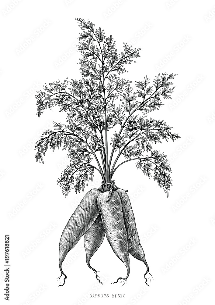 Carrots hand drawing engraving illustration isolated on white background - obrazy, fototapety, plakaty 