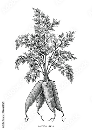 Carrots hand drawing engraving illustration isolated on white background