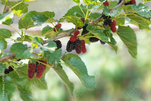 Fresh mulberry , black ripe and red unripe mulberries on the branch.