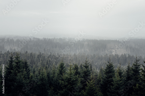 Blick auf die Nadelwald Landschaft im Nationalpark Harz mit etwas Nebel