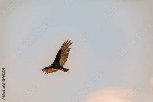 Flying turkey vulture  Cathartes aura  on a blue sky background in Cuba.