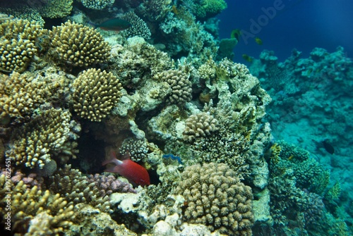 the underwater world of the coral of the Red Sea