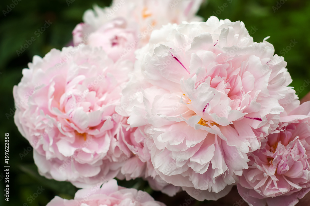 Group of fresh pink peonies in the garden in the summer. Closeup of beautiful purple Peony flower. Group of fresh pink peonies in the garden in the summer. Closeup of beautiful purple Peony flower.