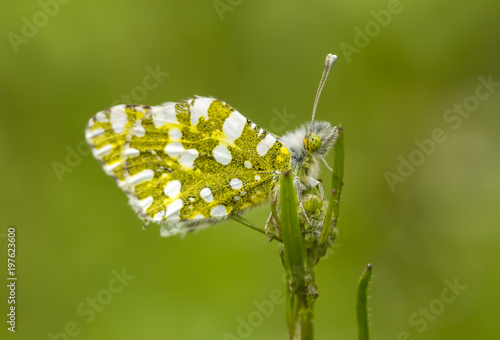 Butterfly in nature
