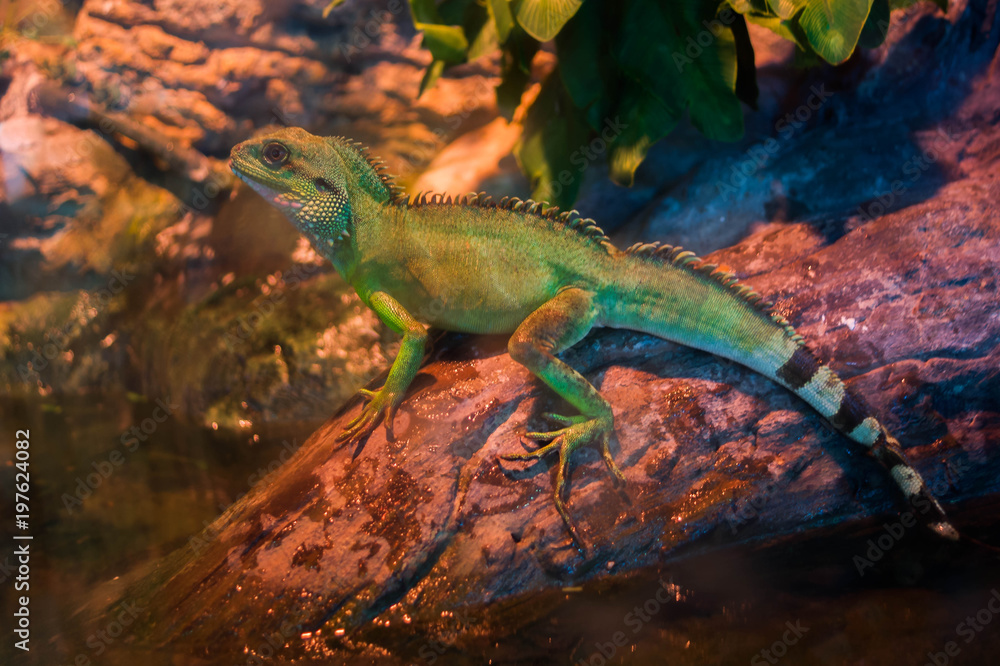 Lizard sitting on brown stone enjoying morning sun. Wildlife in Australia's rainforest, serious looking