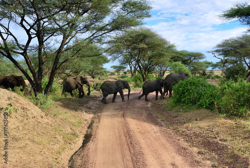 African elephants in Lake Manyara National Park Tanzania photo