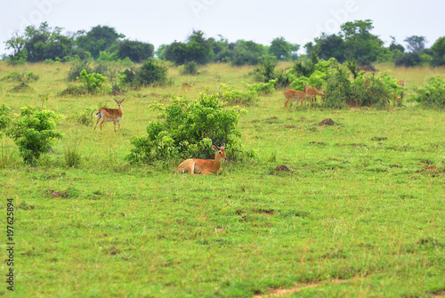 Murchison Falls national park, Uganda, Africa