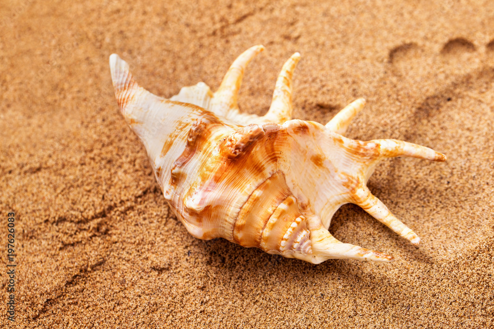 Closeup image of seashell at sand with a footprint at background. Closeup image of seashell at sand with a footprint at background.