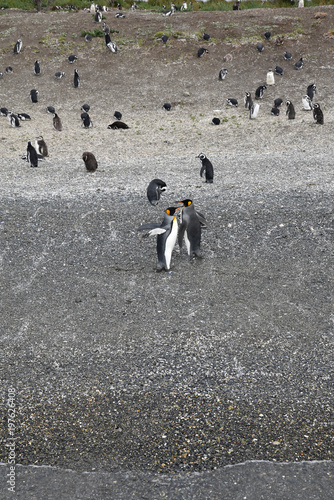 Pingouins du canal de Beagle en Argentine