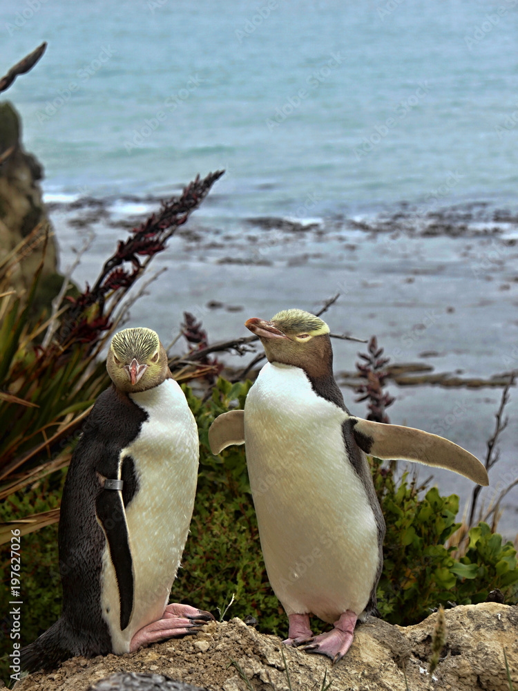 Fototapeta premium The most precious penguin living, Yellow-eyed penguin, Megadyptes antipodes, New Zealand