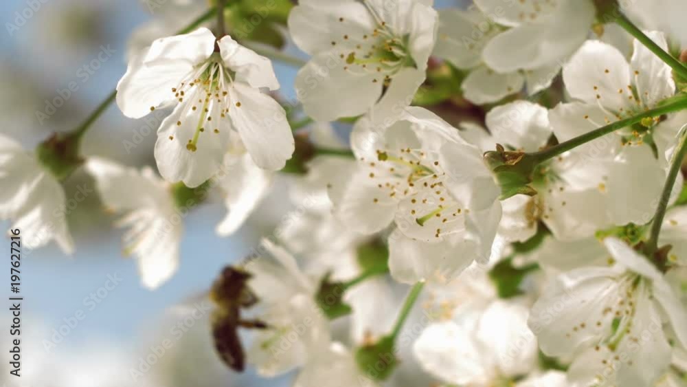 Close-up of a slow motion of bee flying collecting pollen from a cherry tree flowers on a sunny day and warm weather with a blue sky. Close-up of a slow motion of bee flying collecting pollen from a cherry tree flowers on a sunny day and warm weather with a blue sky.