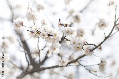 sunnyblooming branch of apricot colorful spring background