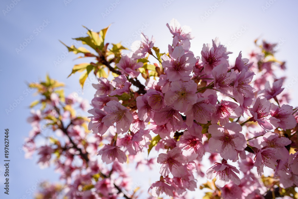 長居公園の桜 長居公園の桜