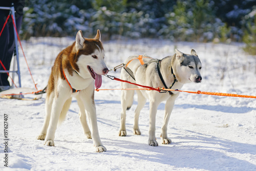 Active Siberian Husky dogs with collars and harnesses waiting on a snow during the winter sled dog training
