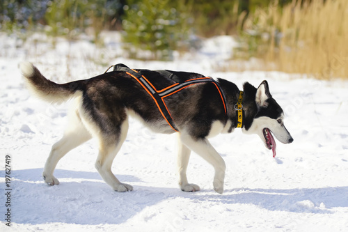 Tired black and white Siberian Husky dog with a harness walking on a snow after the winter sled dog training