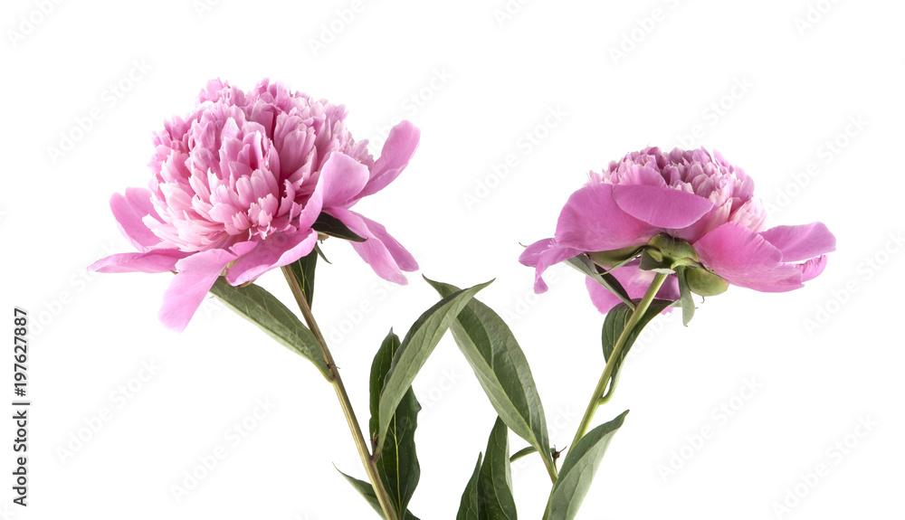 pink peonies isolated on white background pink peonies isolated on white background